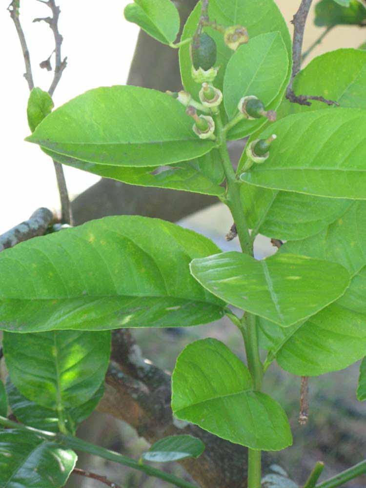              Shade leaves (Winter Haven, FL)       